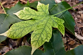 symptoms of Pierce's disease include delayed bud break, scorched leaves, and reduced yield
