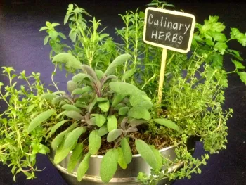a shallow pot of assorted herbs with a small chalkboard label "culinary herbs"