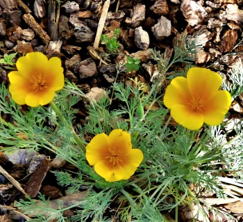 Close up of three California poppy flowers
