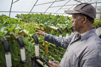 Farmer managing a greenhouse vertical growing system.