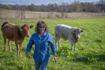 Rancher walking through field with green grass and two cows in the background.