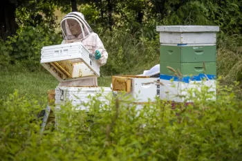 Beekeeper tending the hives