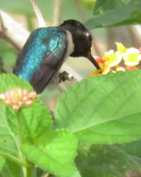 Smallest hummingbird, Vinalaes, Cuba. J. Alosi