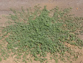 Puncturevine radiating prostrate from a taproot, J. Alosi