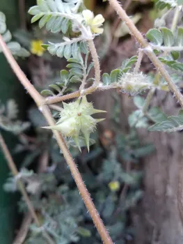 Puncturevine's caltrop shaped seedpods are hidden under the leaves, J. Alosi