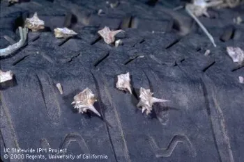 Puncturevine seeds piercing car tire. IPM Project