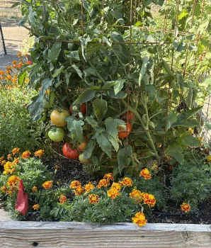 Tomatoes surrounded by marigolds in a raised bed in July. Anne Ryder