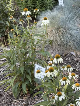 White Coneflowers bloom in the Demo Garden in July. Anne Ryder