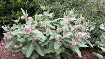 Milkweed patch showy milkweed August 2020. J. Alosi