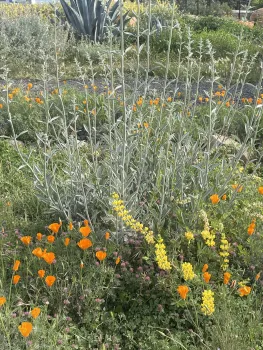 A mix of native wildflowers will attract pollinators. Ellen Michels