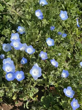 Baby blue eyes, a native wildflower. Ellen Michels