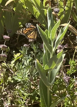 A monarch butterfly in newly-created pollinator garden. Steve Rodowick