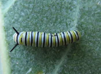 Monarch caterpillar on milkweed. J. Alosi