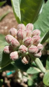 Showy milkweed blossoms. J. Alosi