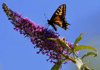 Anise Swallowtail butterfly collecting nectar