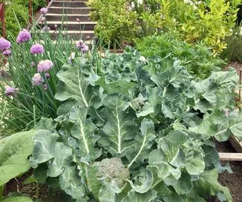 Broccoli and chives plants thrive in amended soil