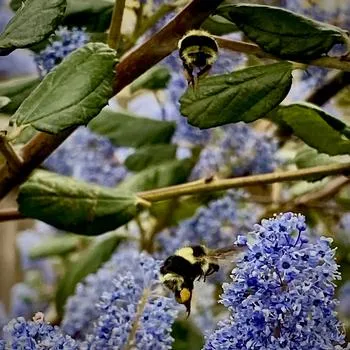 Bumble bees find nectar on the blue blossoms of a California Lilac