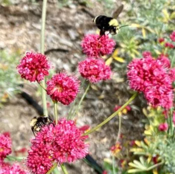 Bumblebee collecting nectar and pollen on a Red-Flowered Buckwheat plant