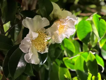 Camellias blooming in partial shade