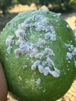 Citrus fruit infested with citrus mealybug