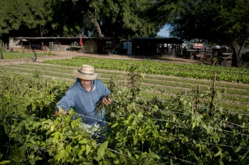 Southwest Regional Food Business Center client harvesting peppers on a farm.