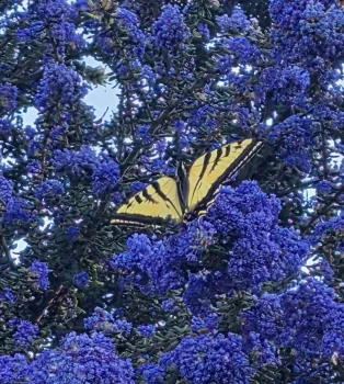 Dark purple blue Ceanothus with a yellow butterfly resting on it.