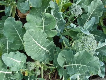 De Cicco broccoli growing in the ground