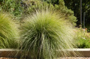 Deergrass, Muhlenbergia rigens