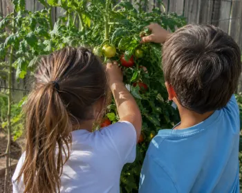 Children harvesting tomatoes