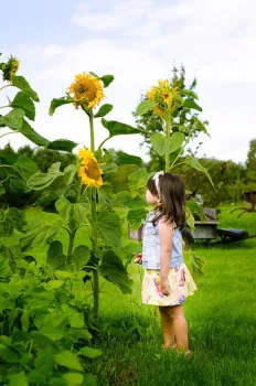 Young girl standing next to a giant sunflower