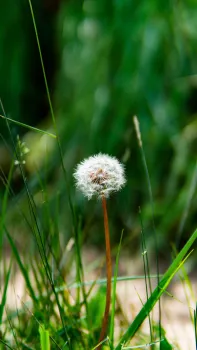 Dandelion that has gone to seed