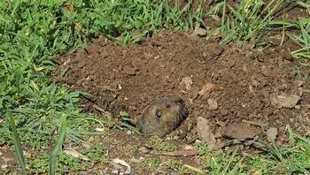 Gopher looking out from its burrow