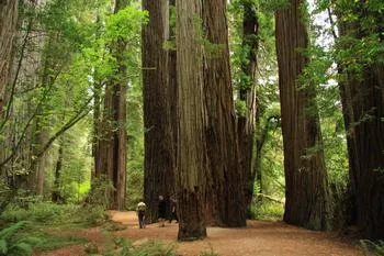 Large evergreen redwood trees