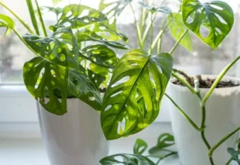 Monstera deliciosa in a pot on a shelf