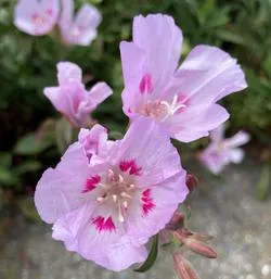 Mountain Garland Clarkia