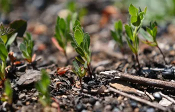 New manzanita growth sprouts breaking ground