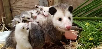 Adult opossum carrying baby opossums on its back