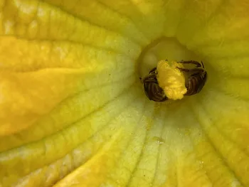 Two squash bees resting in a yellow-green flower.