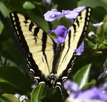 Black and yellow western swallowtail butterfly perched on a flowered branch.