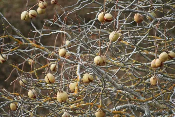 Seed pods hanging in a California buckeye tree