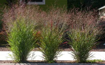 Switchgrass, Panicum virgatum