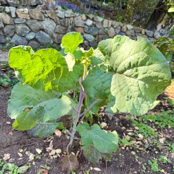 Walking Collards, or the Collard Tree, growing in a garden bed