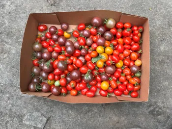 a carton of ripe cherry tomatoes