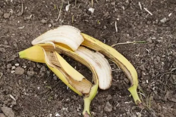 banana peel ready to be added to a compost pile