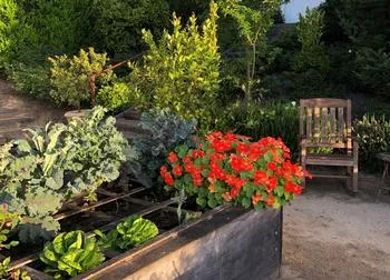 vegetables planted in raised beds