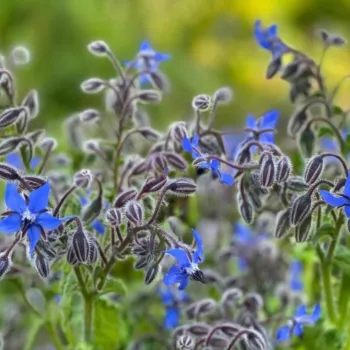 borage bush with many blossoms