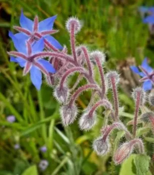 borage stem with buds and flowers
