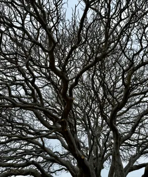buckeye trees are deciduous in the summer