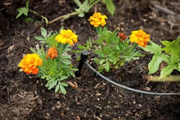 calendula planted with drip irrigation tubing
