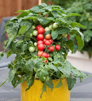cherry tomato plant with tomatoes
